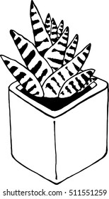 House plant succulents in a pot. Vector illustration of a flower in a pot.  Hand drawn succulents.