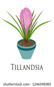 house plant tillandsia potted. Flat design. Vector illustration.