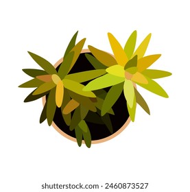 House plant top view. Potted flower colorful icon for landscape, architectural, interior design. Hand drawn Vector flat illustration isolated on white background. Not AI generated