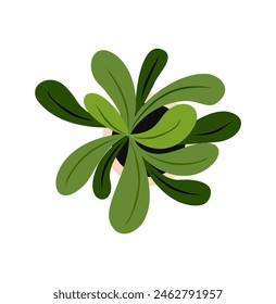 Vista superior de la planta. Icono colorido de la flor de la maceta para el paisaje, arquitectónico, diseño interior. Ilustración plana de Vector dibujado a mano aislado sobre fondo blanco.	dibujado a mano, no generado por IA