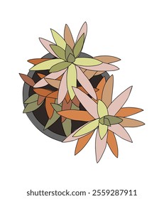 House plant top view. Succulent plant colored outline icon for landscape, architectural, interior design. Hand drawn Vector sketch isolated on white background.