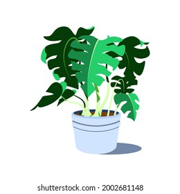 House plant vector. Decorative home plant in pot. Monstera leaves illustration.