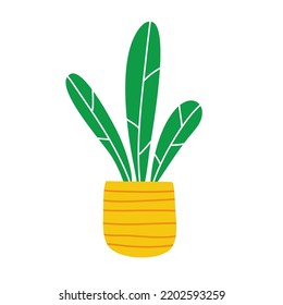 House plant. Vector hand drawn illustration.