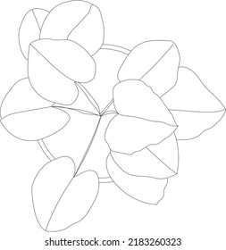 House plant vector illustration. Potted rubber plant top view. 