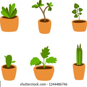 House plants collection vector illustration. Simple flat design isolated on white background.