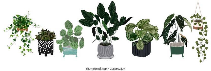 House plants in floral pots in flat style. Collection of isolated domestic plants. For printing, poster, banner, logo, label or room decor.