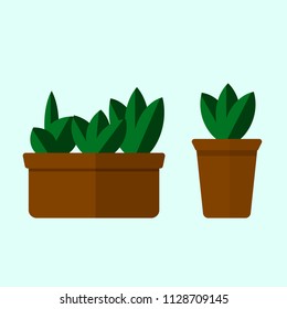 house plants green
