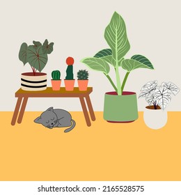 house plants with grey sleepy cat  