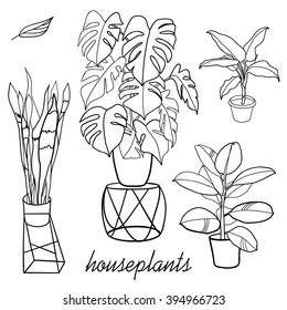 house plants. hand drawn illustration. 