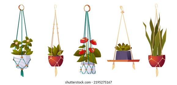 House plants in hanging pots, isolated set of flowers in macrame hangers. Green planters in handmade holders made of rope for home interior decoration on white background, Cartoon vector