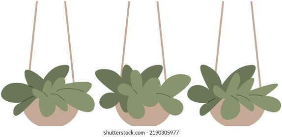 House plants. Home houseplant flowerpot. Decorative botanical floral in hanging basket. House indoor plant set. Growing different flowers. Evergreens for interior decoration of room or balcony