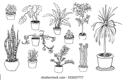 House plants illustration, sketch style collection