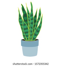 House plants isolated on white background. Sansivieria. Potted plants. Stock vector illustration in flat style. Home decoration. Growing plants.