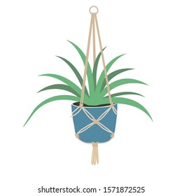 House plants with  macrame hangers isolated on white background. Potted plants. Stock vector illustration in flat style. Home decoration. Growing plants.