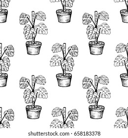 House Plants - Monstera - seamless pattern