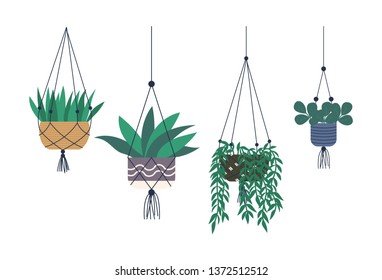 House plants placed in hanging pots vector, isolated set of houseplants with foliage. Flora flat style, floral decoration, potted botany natural herb