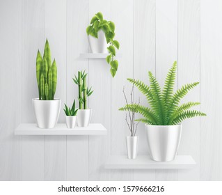 House plants in pot on shelves realistic composition with big green leaves on white shelves vector illustration