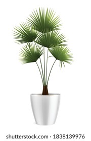 Plantas de la casa en composición realista en olla con palmera doméstica en olla blanca en ilustración vectorial de fondo en blanco