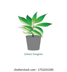 house plants in pot,Chinese evergreen,Air filtering Plant,vector illustration