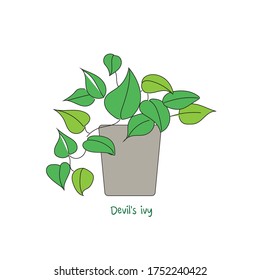 house plants in pot,Devil's ivy,Air filtering Plant,vector illustration