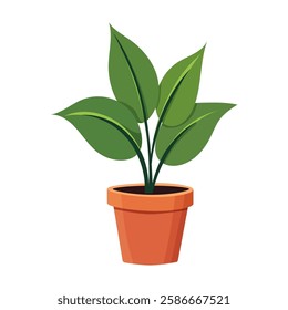 House plants in pots. Element for design house, room or office. Isolated element on white background.