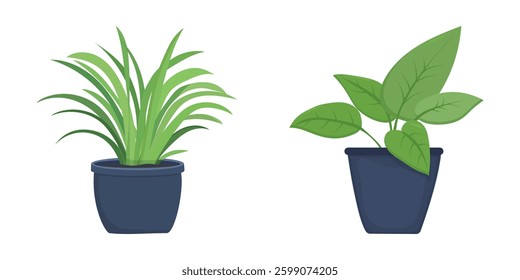 House plants in pots. Element for design house, room or office. Isolated element on white background.