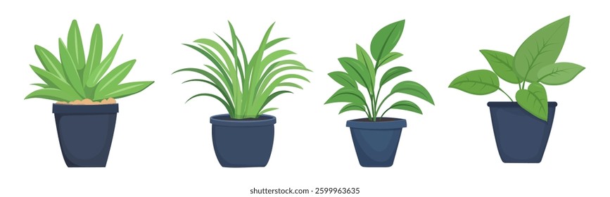 House plants in pots. Element for design house, room or office. Isolated element on white background.