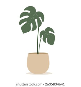 House plants in pots. Element for design house, room or office. Isolated element on white background.