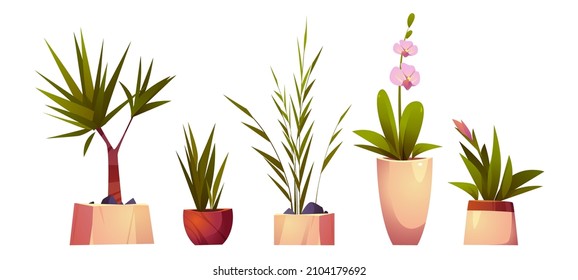 House plants in pots for home interior decoration. Vector cartoon set of planters with flowers with green leaves and blossoms, palm tree, dracaena and orchid isolated on white background