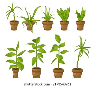 House plants in pots, office flowers, cartoon tropic leaves. Green icon set of palm tree, philodendron, ficus, sansevieria, succulent. Garden plant vector illustration.