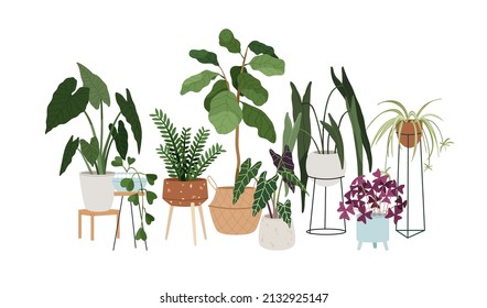House plants in pots, planters. Interior houseplants composition. Modern home foliage decoration with green leaf. Different office and room decor. Flat vector illustration isolated on white background