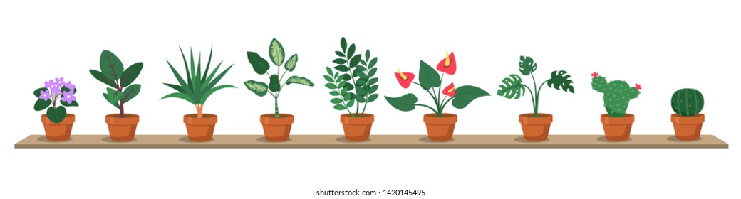 House plants in pots standing on shelf flat vector illustration. Room interior decor. Cactus, succulent, monstera, calla, ficus in ceramic containers cartoon cliparts. Flowers, plants design element