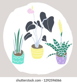 House plants in pots vector hand drawn illustration. Flat isolated houseplant. 