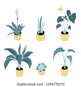 House plants in pots vector hand drawn illustration. Flat isolated houseplant. 