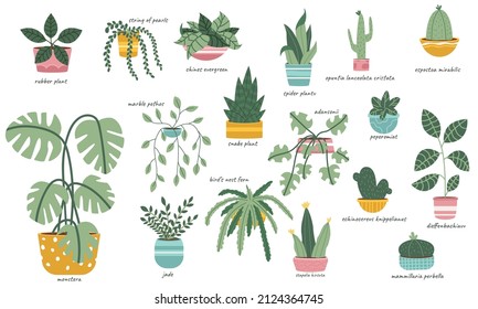 House plants in pots vector set.Plants names