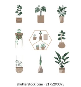 House plants series.Potted Plants Collection. hand drawn,decor,tree,Vector illustrations.