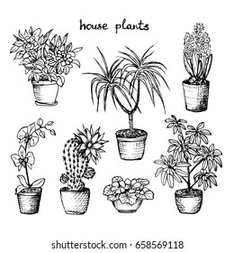 House Plants - Set Of 7 Hand-Drawn Plants