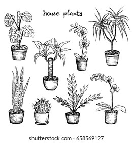 House Plants - Set Of 8 Hand-Drawn Plants