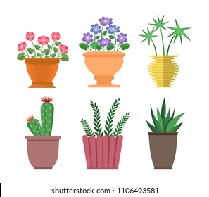 House plants types collection, set of cactus, haworthia and chionodoxa in pots and vases, decor houseplants vector illustration isolated on white