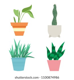 House plants vector cartoon botanical  botany flat illustration isolated on white background