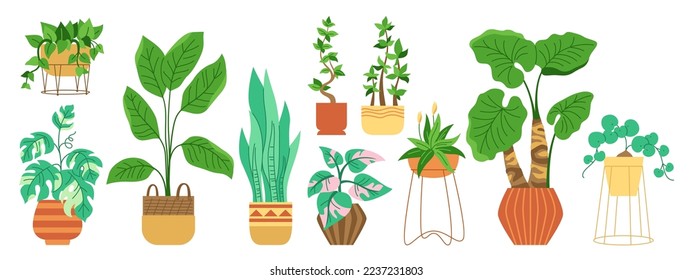 House potted plant, trendy decorative cartoon set. Exotic houseplants flowerpot for interior. Botanical house indoor blooming plants in pot, flower, potted ceramic. Urban jungle decor flat vector