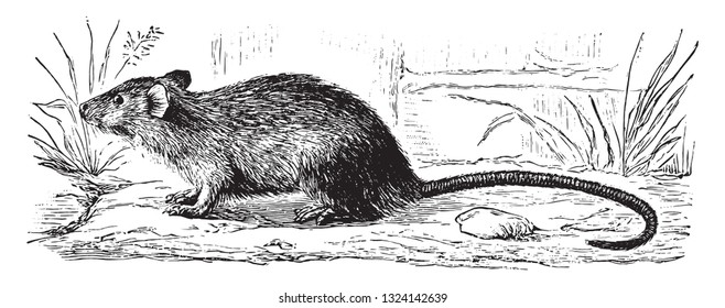 The house rat, vintage engraved illustration. From Deutch Vogel Teaching in Zoology.
