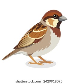 House sparrow bird flat vector illustration.