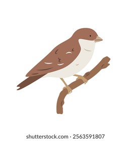 House sparrow cartoon clipart. Common sparrow vector illustration in flat style. Hand-drawn wild animal concept