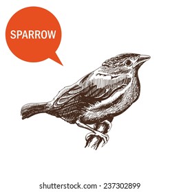 house sparrow on a white background handmade