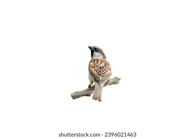 House sparrow on white background (Passer domesticus)