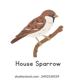 House sparrow perched on tree branch vector illustration, cartoon clipart character, animal in flat style. Wild animals, avian, birds concept. Common sparrow vector design isolated on white