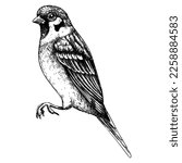 House sparrow vector sketch. Hand drawn wildlife illustration in engraved style. Brown passerine bird isolated on white background. Black and white animal drawing for print, poster, card, cover.