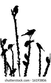 house sparrows feeding on the plant, silhouette