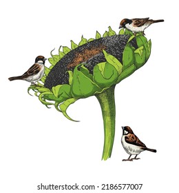 
House sparrows sitting on a sunflower with seeds.
Hand-drawn vector color sketch. Illustration in vintage style.
